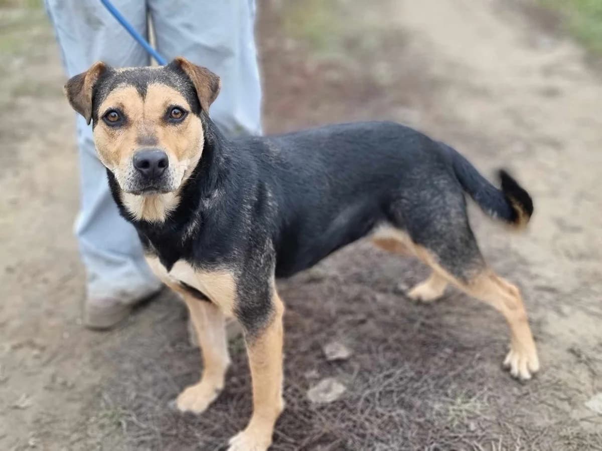 Zelda C, female Mixed Breed for adoption at Hundepfoten Steinfurt e.V., Nordwalde