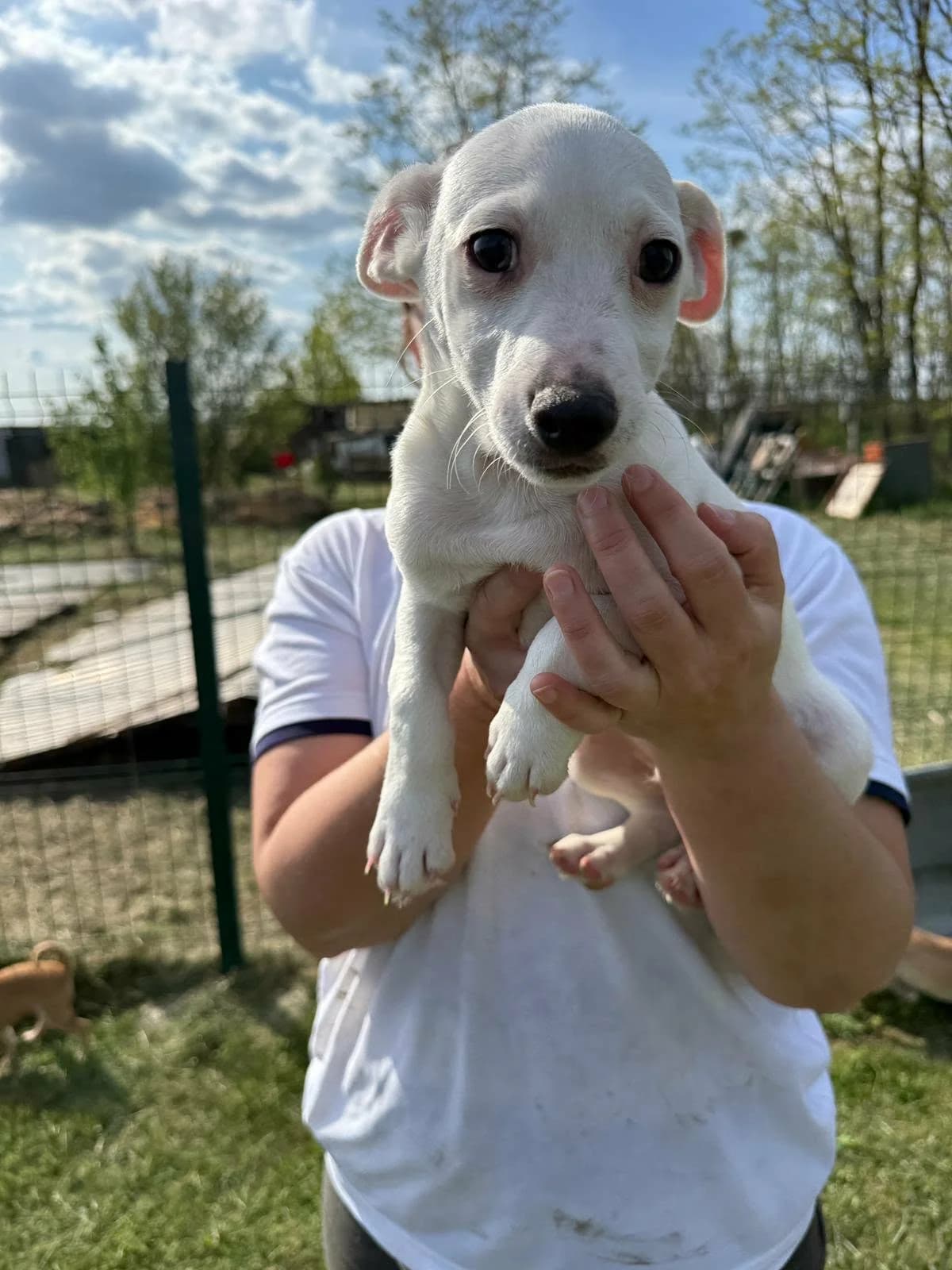 Zeno B, male puppy Mixed Breed for adoption at Hundepfoten Steinfurt e.V., Nordwalde