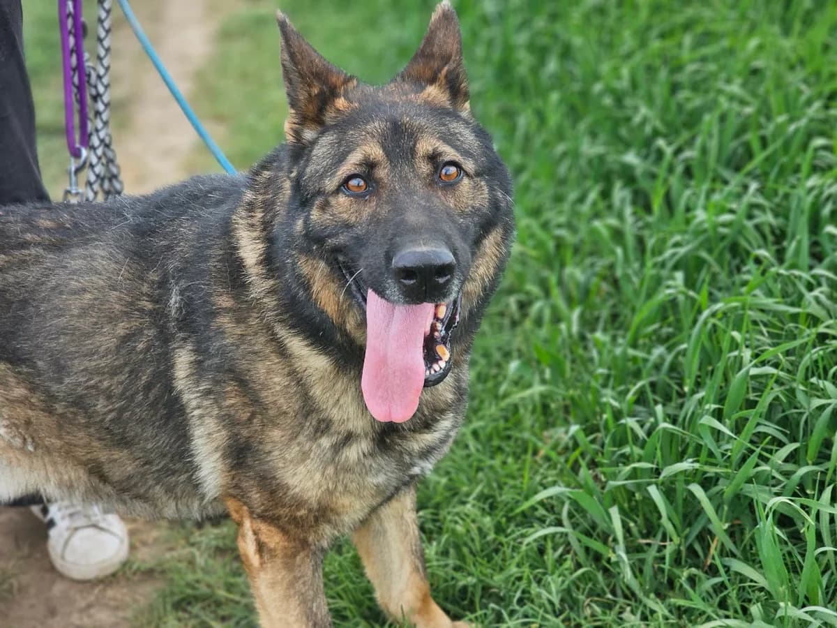 Zeus B, male Mixed Breed for adoption at Hundepfoten Steinfurt e.V., Nordwalde