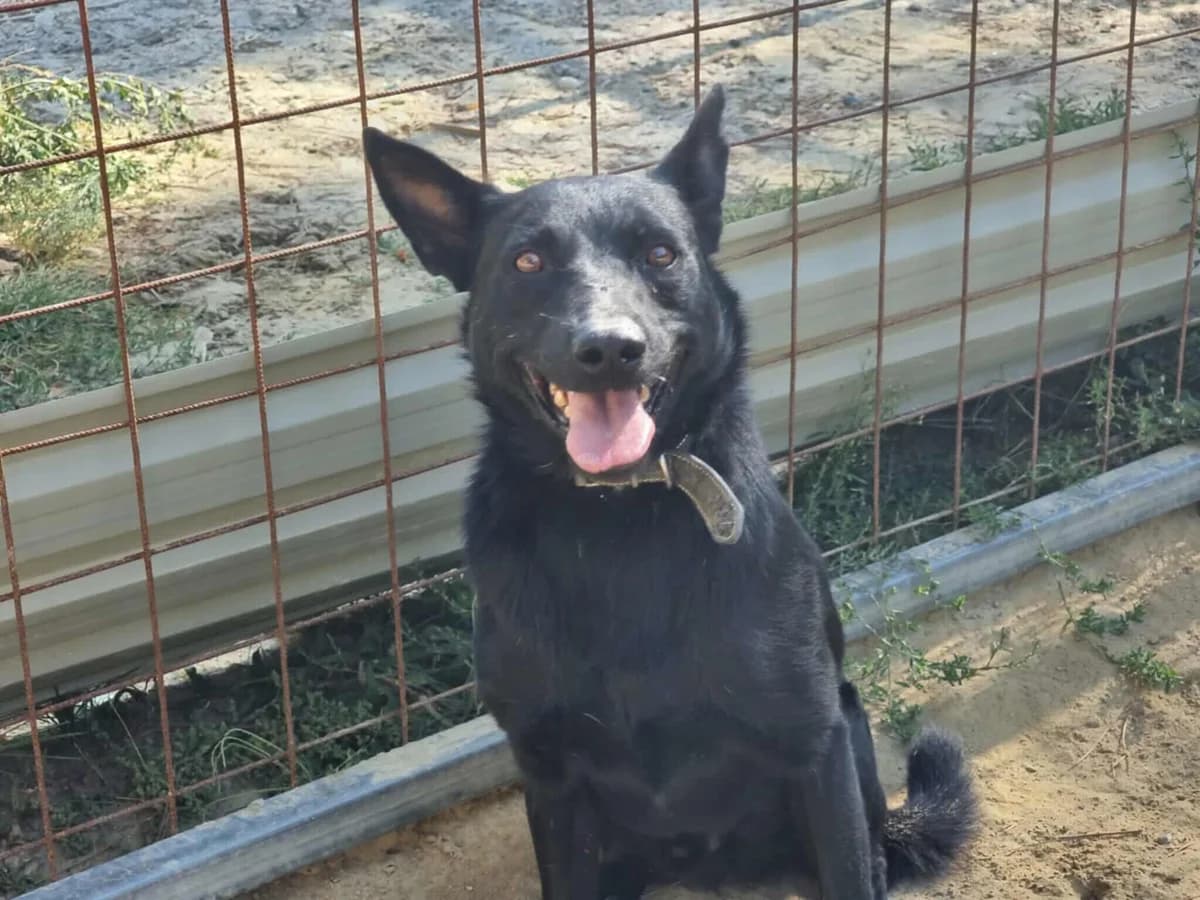 Zeus BE, male Mixed Breed for adoption at Hundepfoten Steinfurt e.V., Nordwalde