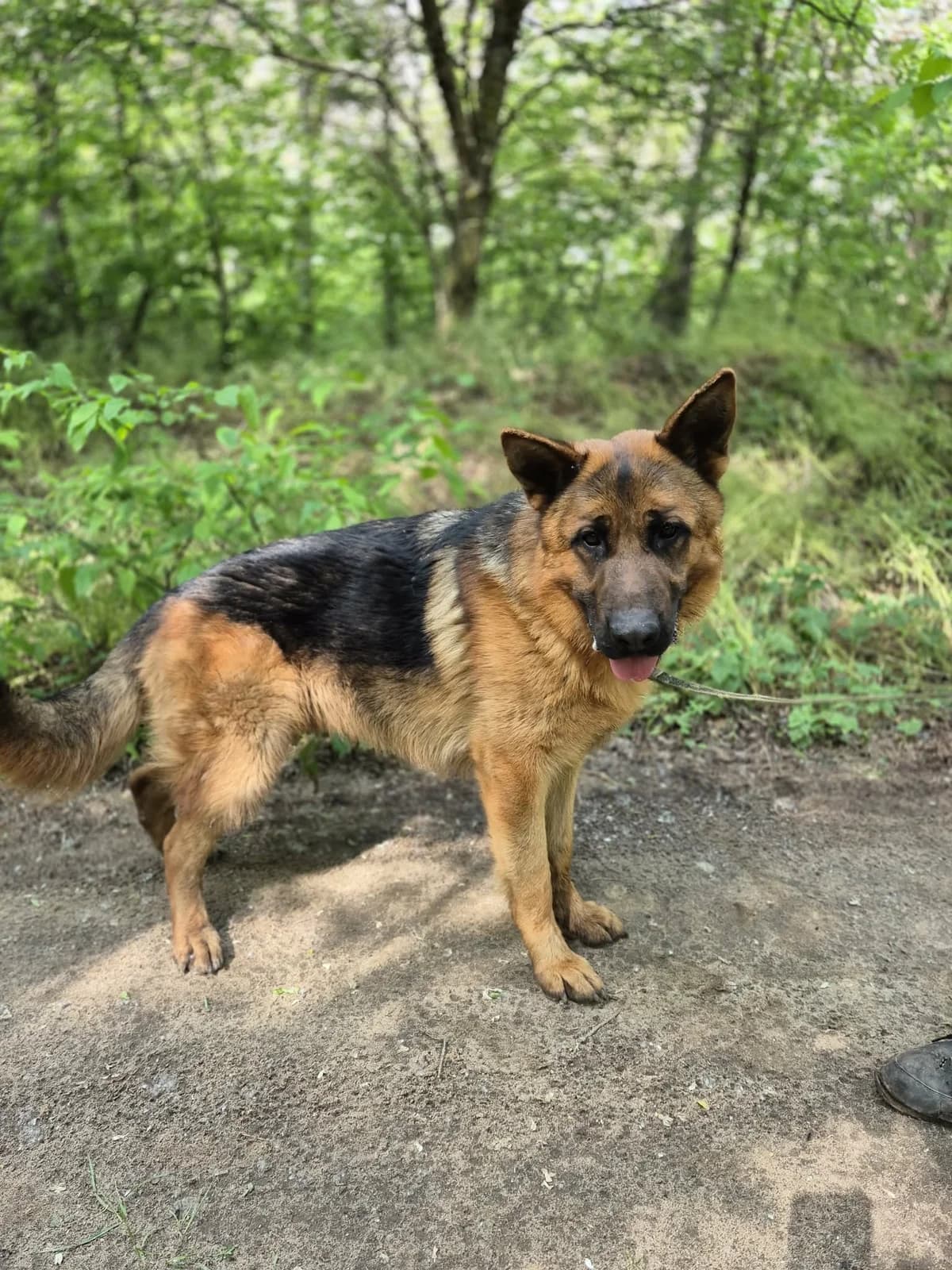 Zigi BE, male Mixed Breed for adoption at Hundepfoten Steinfurt e.V., Nordwalde