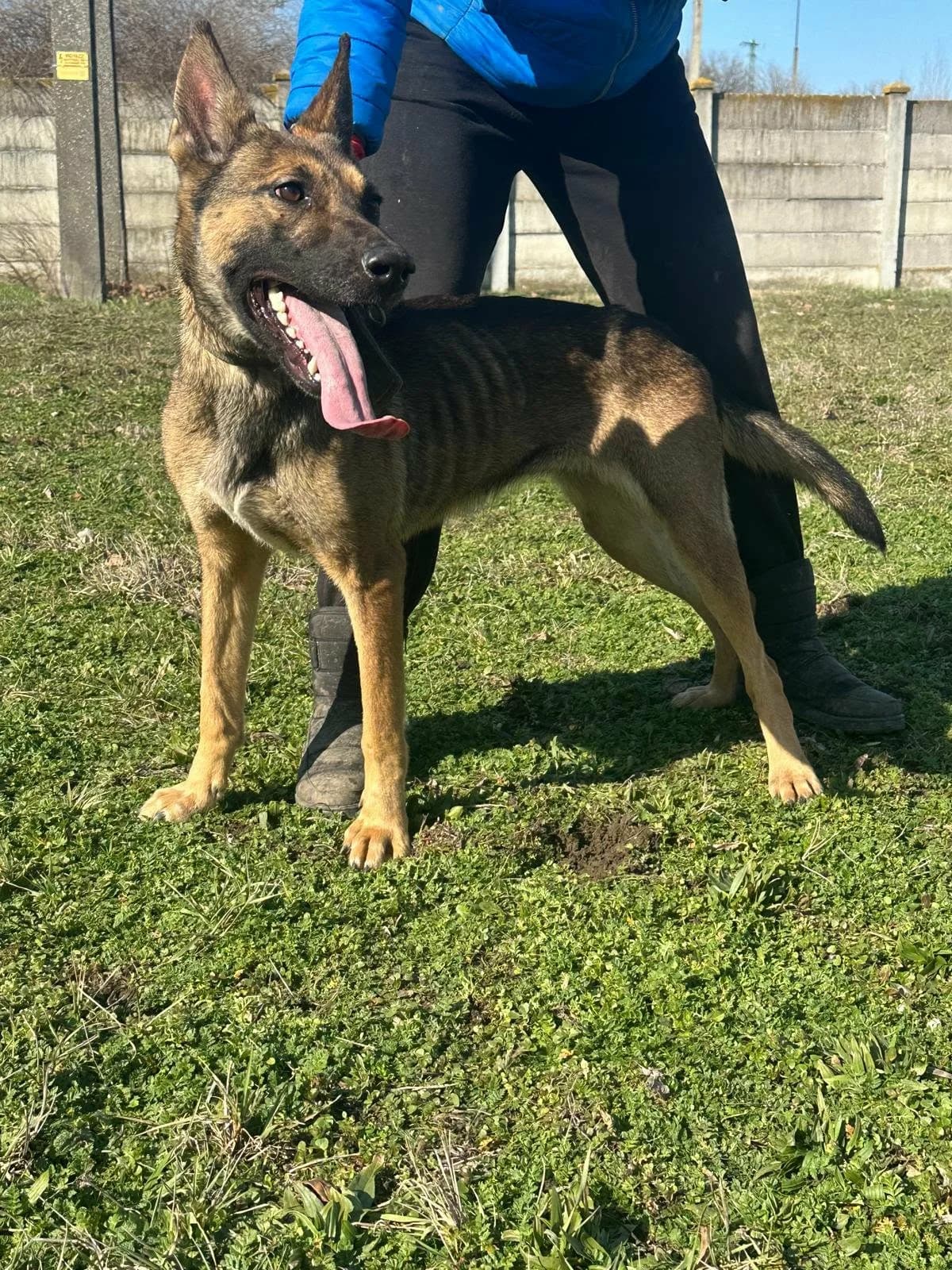 Zoya T, female Mixed Breed for adoption at Hundepfoten Steinfurt e.V., Nordwalde