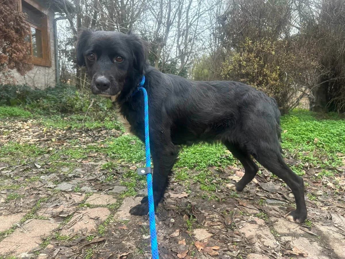 Zsazsa T, female puppy Mixed Breed for adoption at Hundepfoten Steinfurt e.V., Nordwalde
