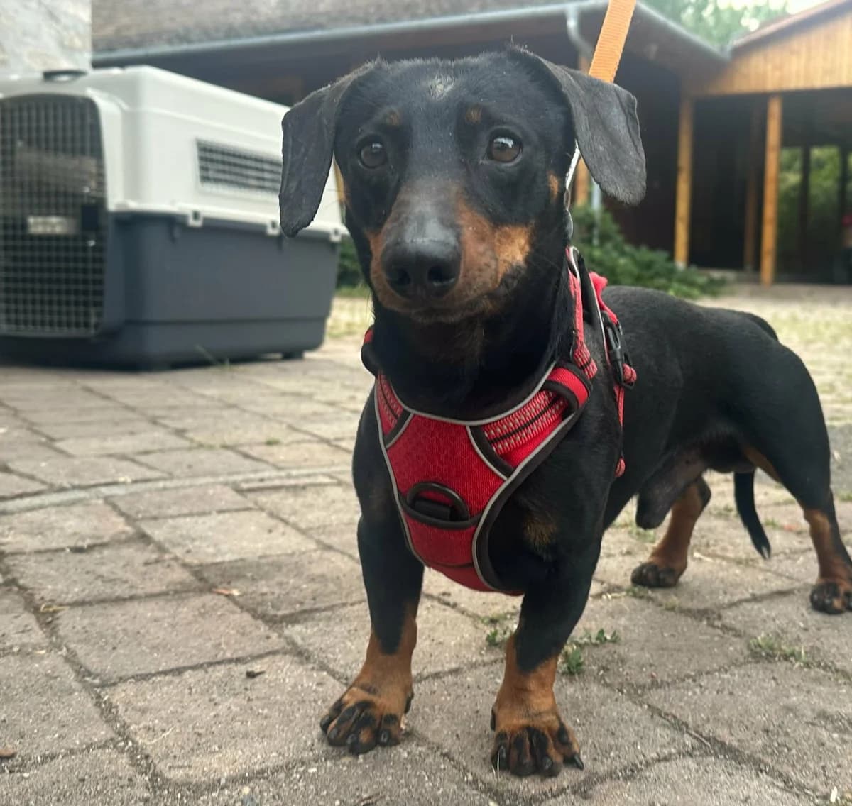 Zserbo T, male Mixed Breed for adoption at Hundepfoten Steinfurt e.V., Nordwalde