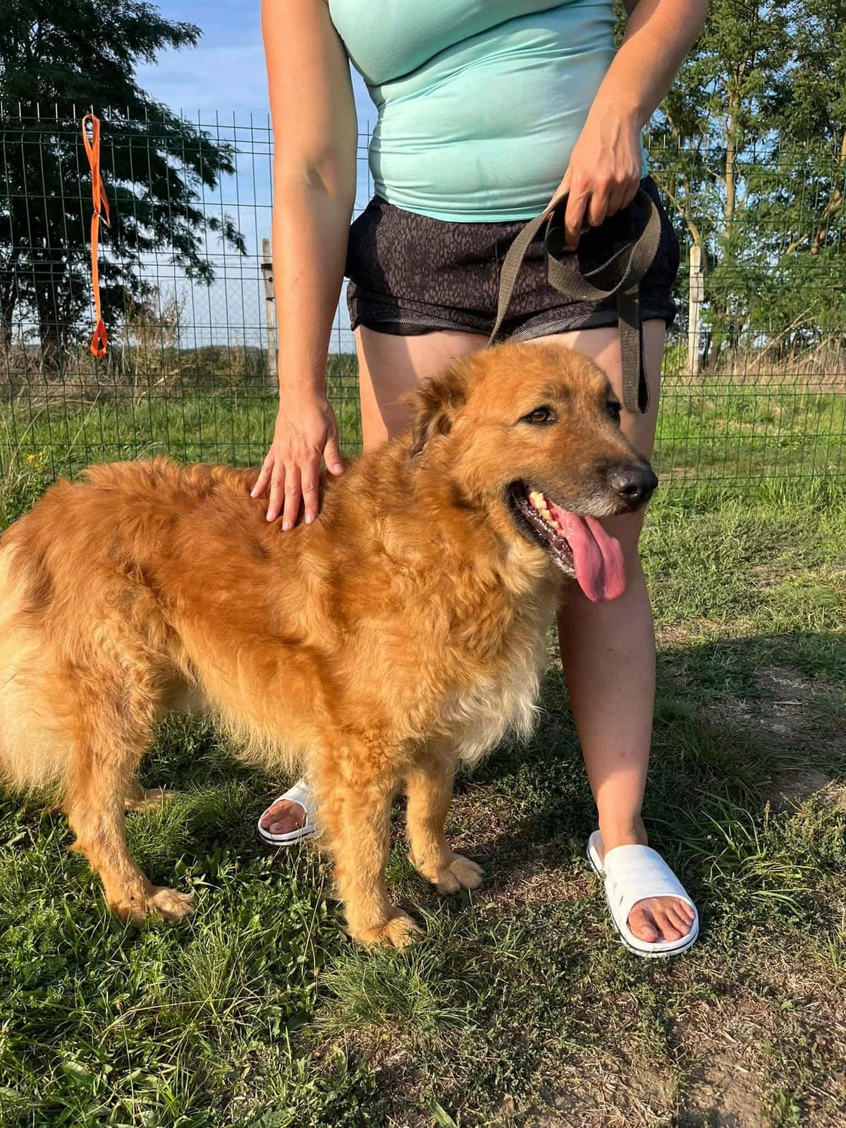 Zsömle B, male 5yo Mixed Breed for adoption at Hundepfoten Steinfurt e.V., Nordwalde