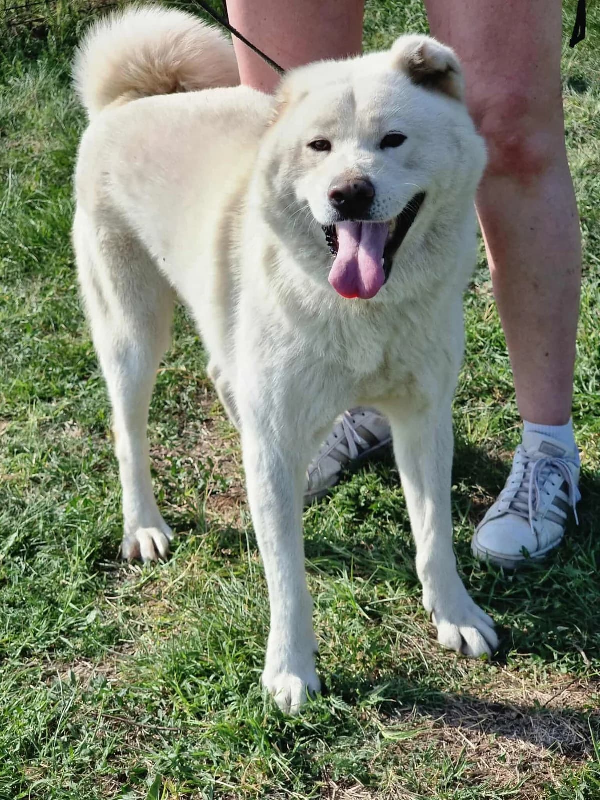 Zuzu B, female senior Mixed Breed for adoption at Hundepfoten Steinfurt e.V., Nordwalde