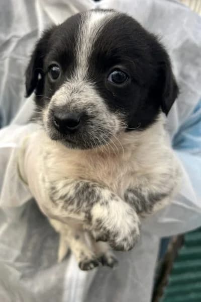 Penny, female puppy Mixed Breed for adoption at Hunderettung Europa e.V., Duisburg