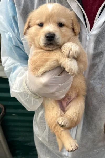 Howard, male puppy Mixed Breed for adoption at Hunderettung Europa e.V., Duisburg