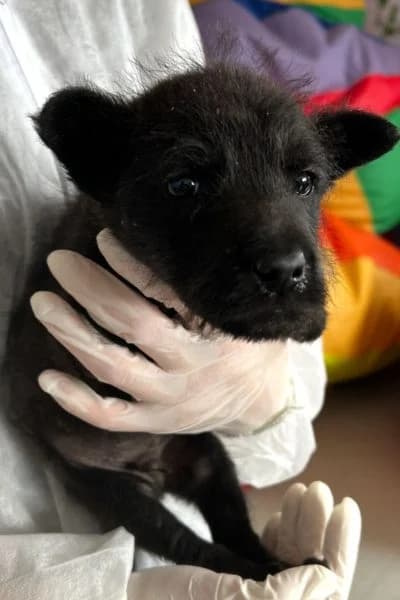 Grover, male puppy Mixed Breed for adoption at Hunderettung Europa e.V., Duisburg
