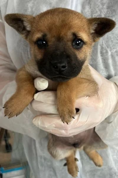 Percy, male puppy Mixed Breed for adoption at Hunderettung Europa e.V., Duisburg