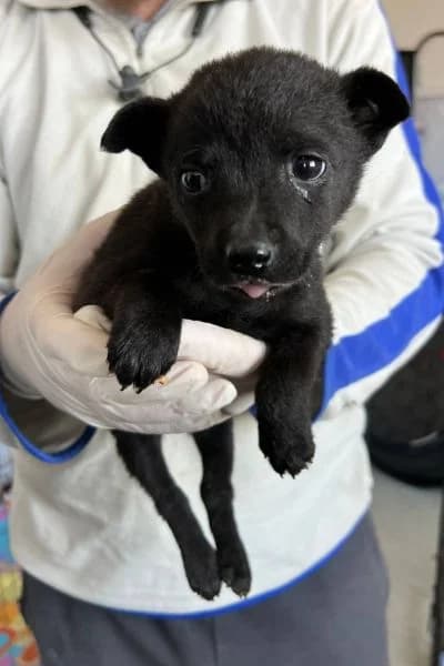 Annabeth, female puppy Mixed Breed for adoption at Hunderettung Europa e.V., Duisburg