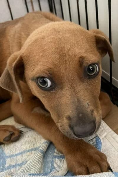 Kim, female puppy Mixed Breed for adoption at Hunderettung Europa e.V., Duisburg
