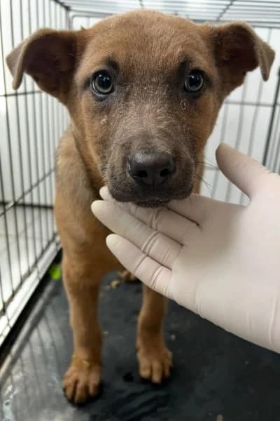 Shego, female puppy Mixed Breed for adoption at Hunderettung Europa e.V., Duisburg