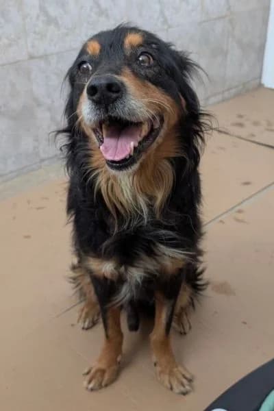 Alon, male senior Mixed Breed for adoption at Hunderettung Europa e.V., Duisburg