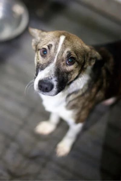 Pflegehund Romeo, male 4yo Mixed Breed for adoption at Hunderettung Europa e.V., Duisburg