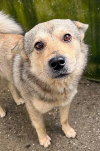 Lars, female young Mixed Breed for adoption at Hunderettung Europa e.V., Duisburg