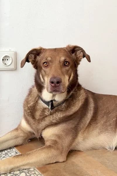 Pflegehund Alaska, female young Mixed Breed for adoption at Hunderettung Europa e.V., Duisburg