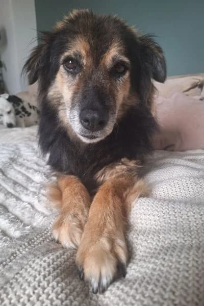 Pflegehund Daisy, female senior Mixed Breed for adoption at Hunderettung Europa e.V., Duisburg