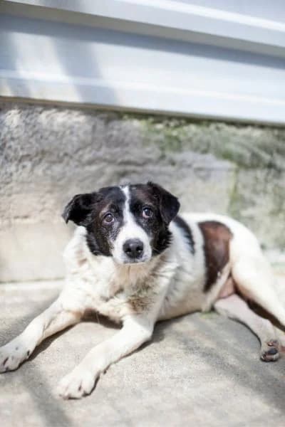 Banjo, female senior Mixed Breed for adoption at Hunderettung Europa e.V., Duisburg