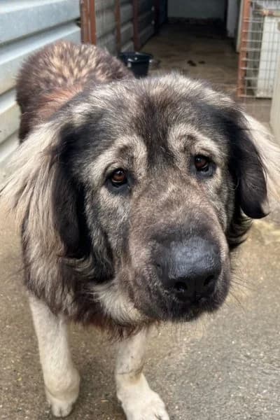 Magnus, female young Mixed Breed for adoption at Hunderettung Europa e.V., Duisburg