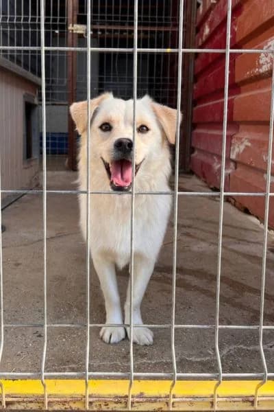 Thea, female young Mixed Breed for adoption at Hunderettung Europa e.V., Duisburg