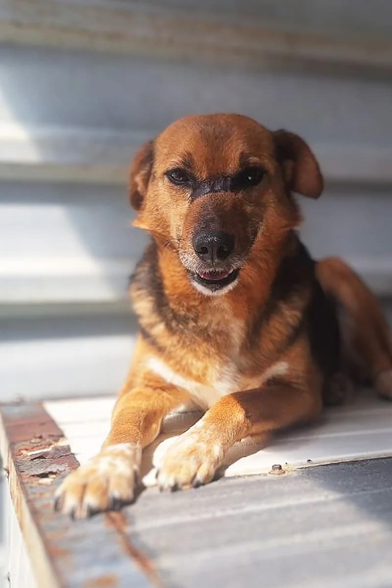 Shiva, female 7yo Mixed Breed for adoption at Hunderettung Europa e.V., Duisburg