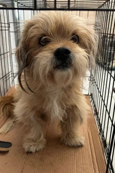 Lufi, male puppy Mixed Breed for adoption at Hunderettung Europa e.V., Duisburg