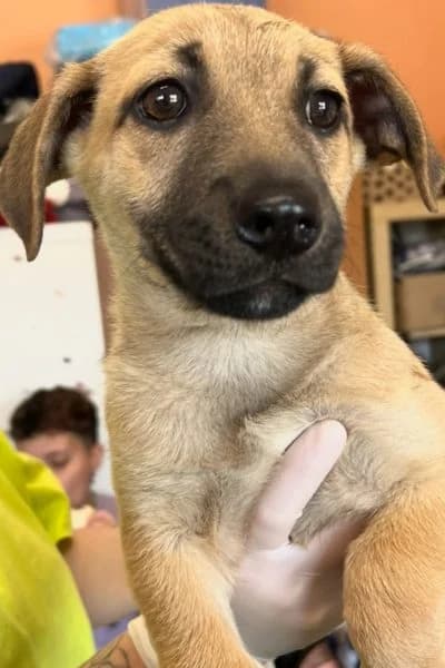 Pina, female puppy Mixed Breed for adoption at Hunderettung Europa e.V., Duisburg