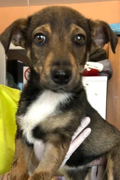 Colada, female puppy Mixed Breed for adoption at Hunderettung Europa e.V., Duisburg