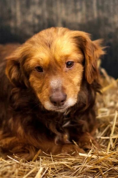 Elfie, female 7yo Mixed Breed for adoption at Hunderettung Europa e.V., Duisburg