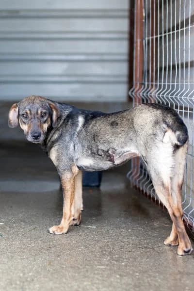 Soley, female young Mixed Breed for adoption at Hunderettung Europa e.V., Duisburg
