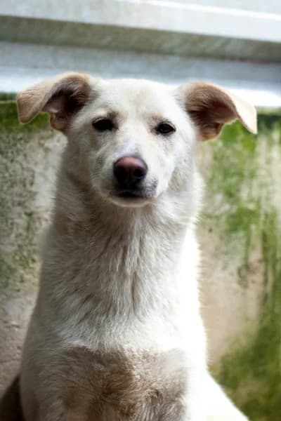 Vicky, female puppy Mixed Breed for adoption at Hunderettung Europa e.V., Duisburg