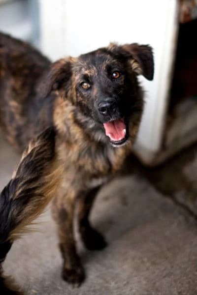 Rani, female young Mixed Breed for adoption at Hunderettung Europa e.V., Duisburg