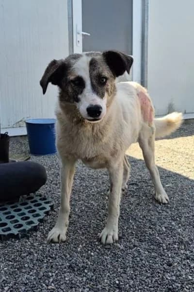 Ronja, female 6yo Mixed Breed for adoption at Hunderettung Europa e.V., Duisburg