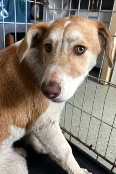 Resi, female puppy Mixed Breed for adoption at Hunderettung Europa e.V., Duisburg