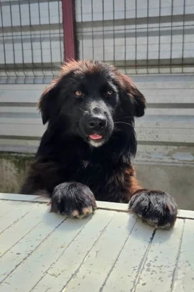 Aimy, female young Mixed Breed for adoption at Hunderettung Europa e.V., Duisburg