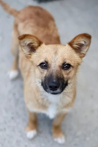 Luzie, female young Mixed Breed for adoption at Hunderettung Europa e.V., Duisburg