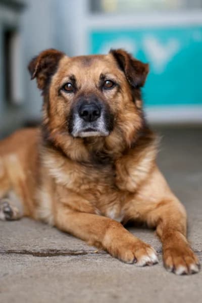 Joko, female senior Mixed Breed for adoption at Hunderettung Europa e.V., Duisburg