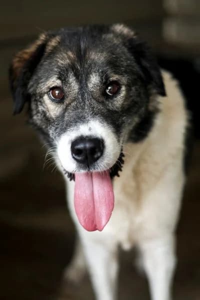 Molly, female 4yo Mixed Breed for adoption at Hunderettung Europa e.V., Duisburg