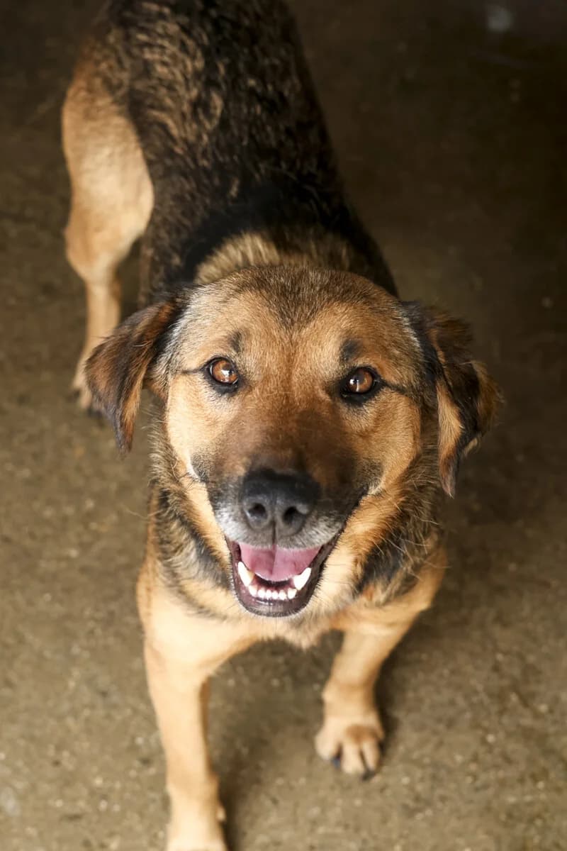 Maisie, female young Mixed Breed for adoption at Hunderettung Europa e.V., Duisburg