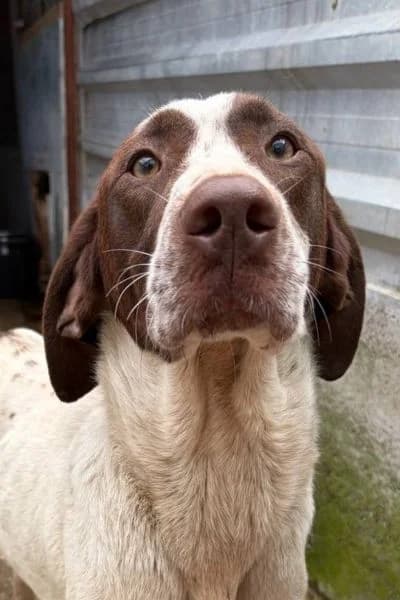 Darcy, female young Mixed Breed for adoption at Hunderettung Europa e.V., Duisburg