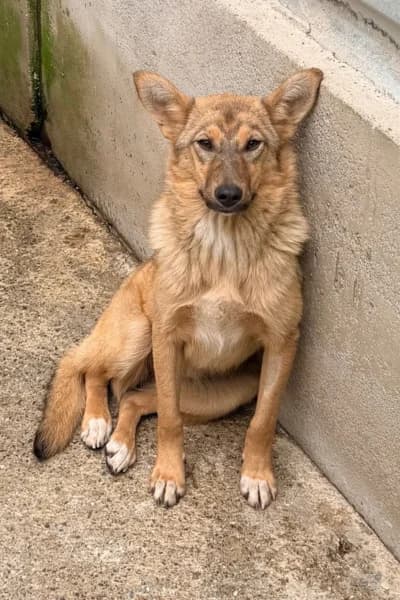 Liv, female puppy Mixed Breed for adoption at Hunderettung Europa e.V., Duisburg