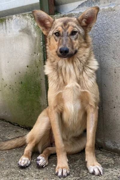 Liv, female young Mixed Breed for adoption at Hunderettung Europa e.V., Duisburg