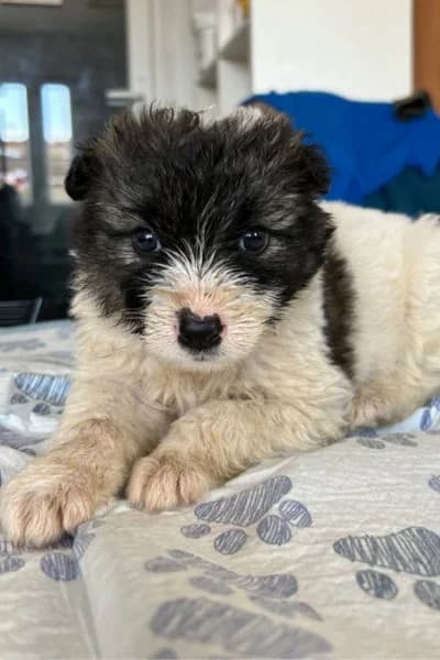 Chia, female puppy Mixed Breed for adoption at Hunderettung Europa e.V., Duisburg