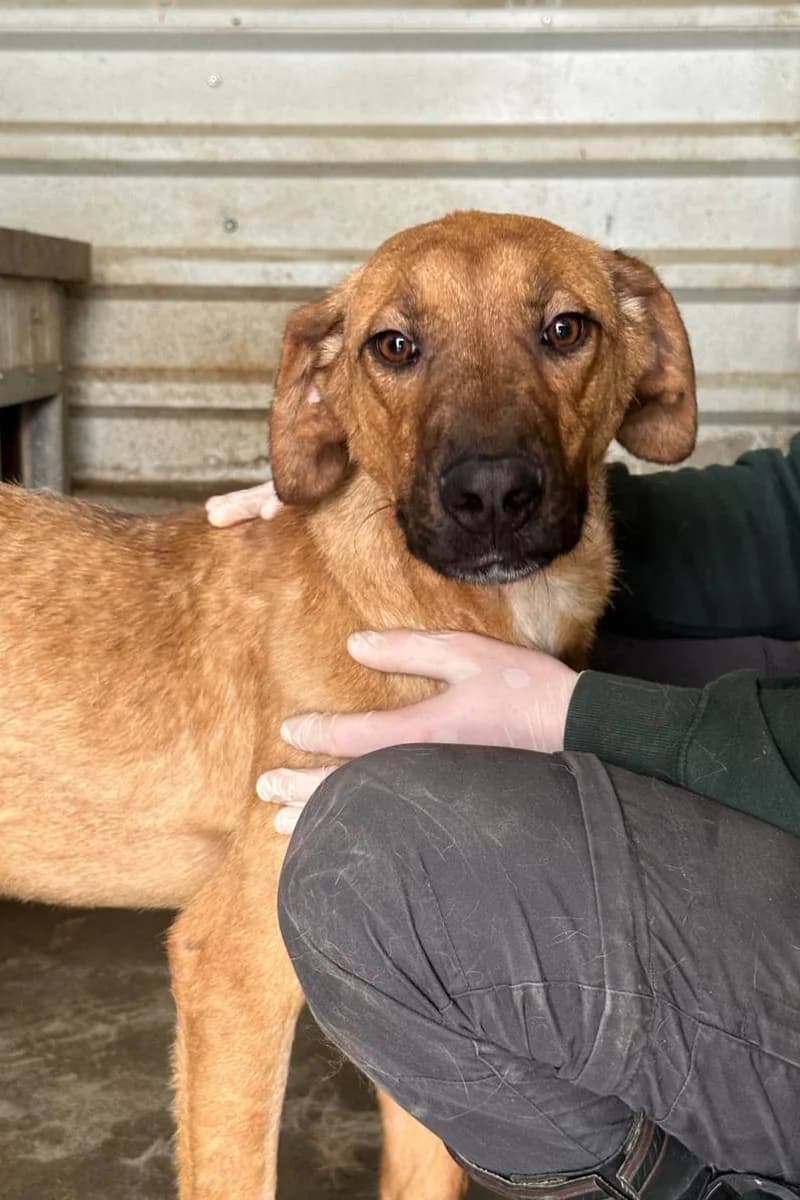 Pflegehund Buddy, male 3yo Mixed Breed for adoption at Hunderettung Europa e.V., Duisburg