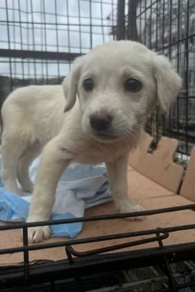 Snowie, female puppy Mixed Breed for adoption at Hunderettung Europa e.V., Duisburg