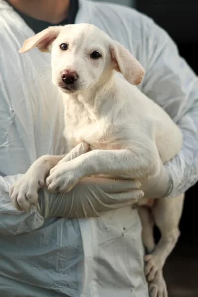 Snowie, female puppy Mixed Breed for adoption at Hunderettung Europa e.V., Duisburg