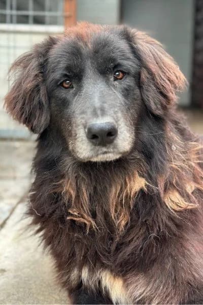 Floofer, female young Mixed Breed for adoption at Hunderettung Europa e.V., Duisburg