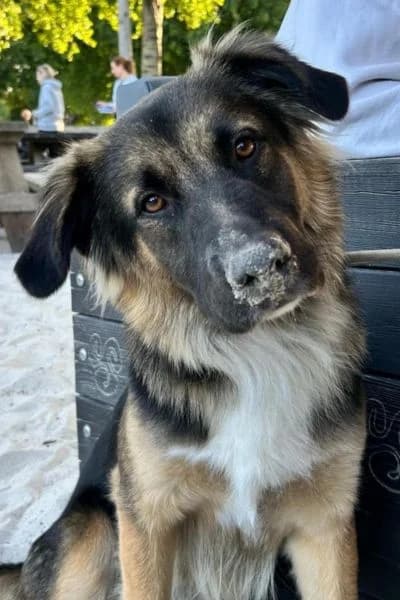 Pflegehund Simba, male young Mixed Breed for adoption at Hunderettung Europa e.V., Duisburg