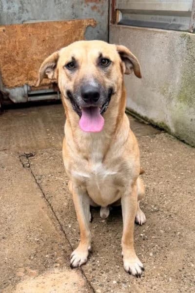 Freki, female young Mixed Breed for adoption at Hunderettung Europa e.V., Duisburg